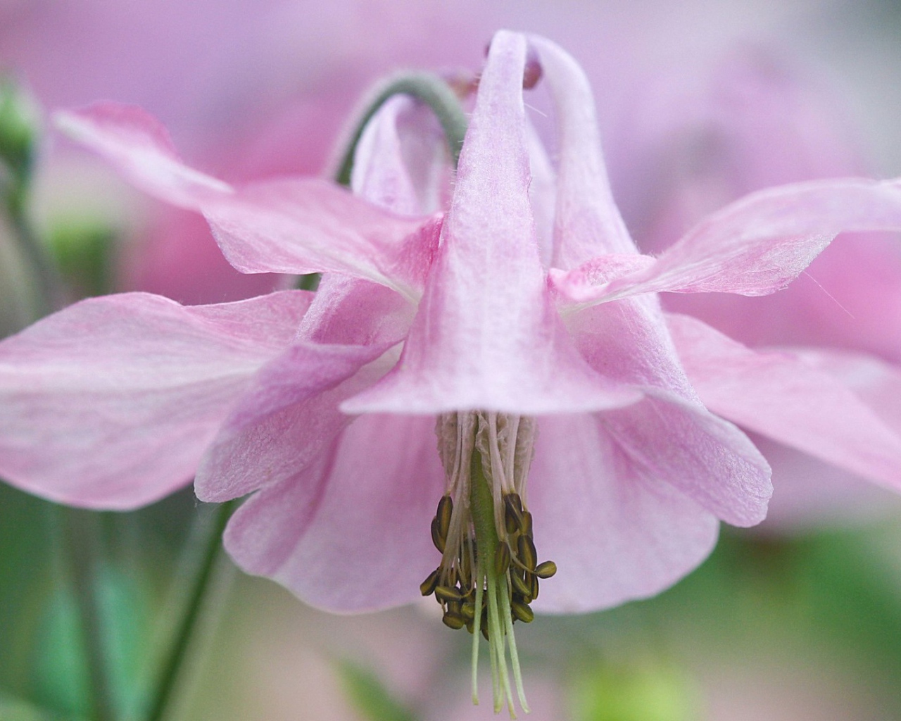 Pозовые лепестки