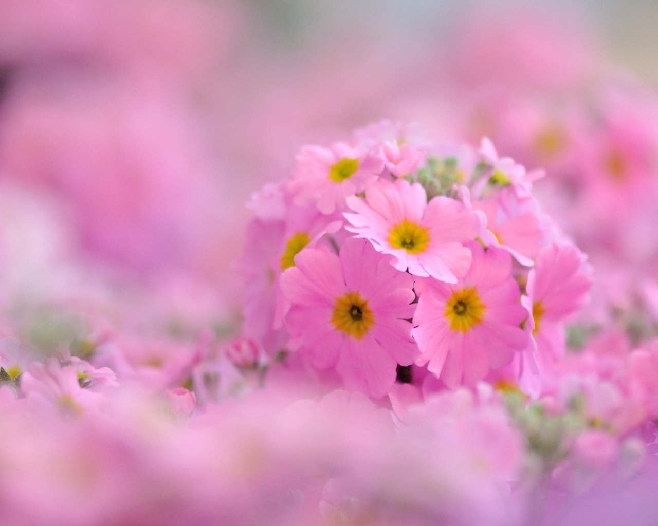 Pозовые лепестки и желтая сердцевина