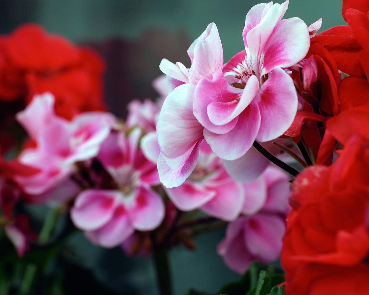 Красные и розовые цветы
