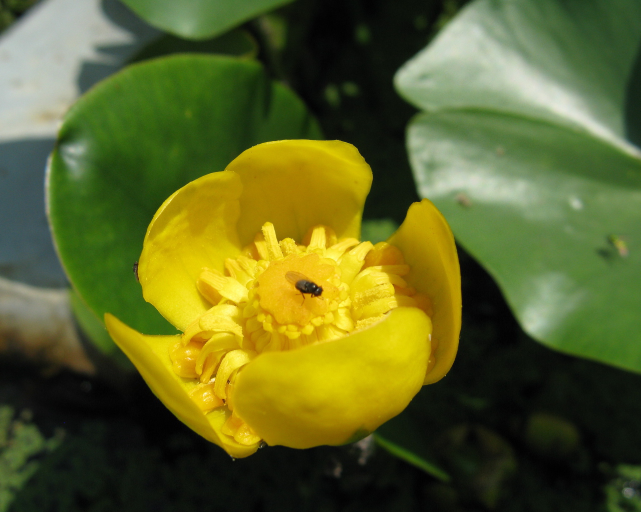 Растение желтая кубышка