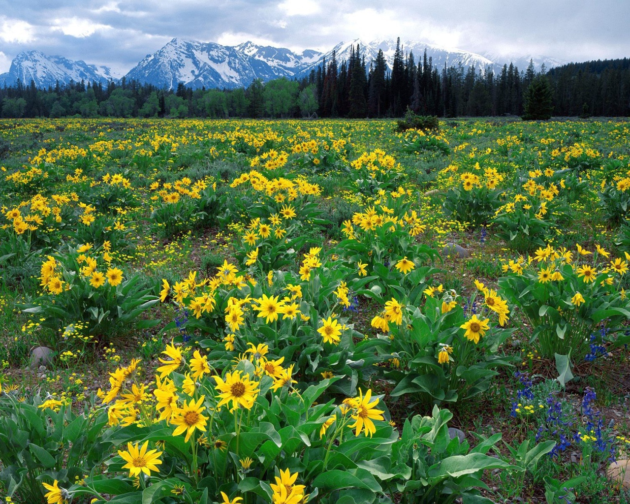 Плантация желтых цветов