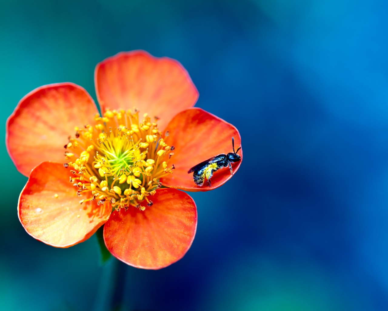 Фото пыльцы