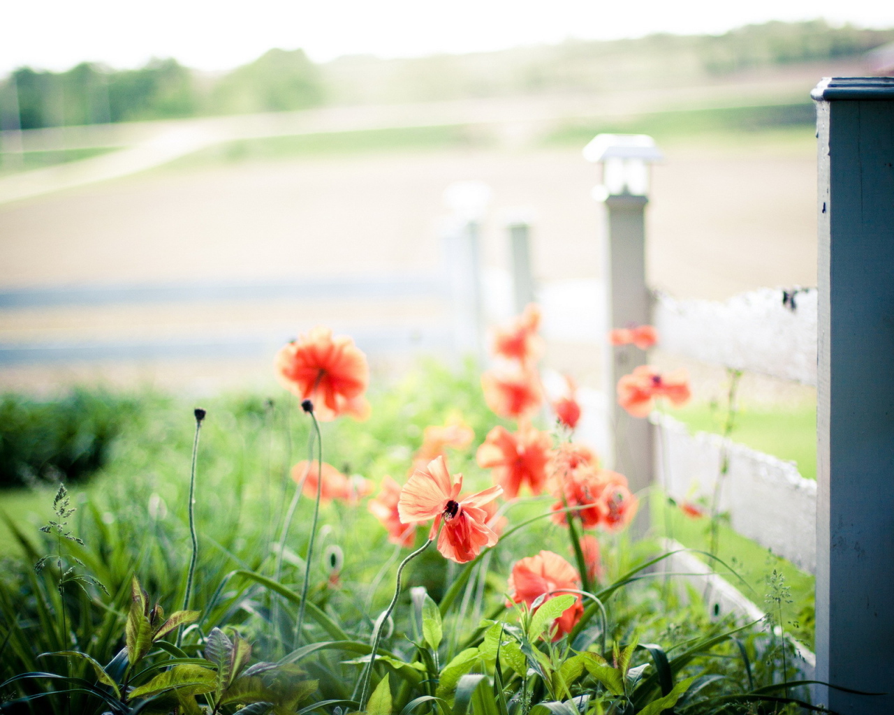 Маки у забора