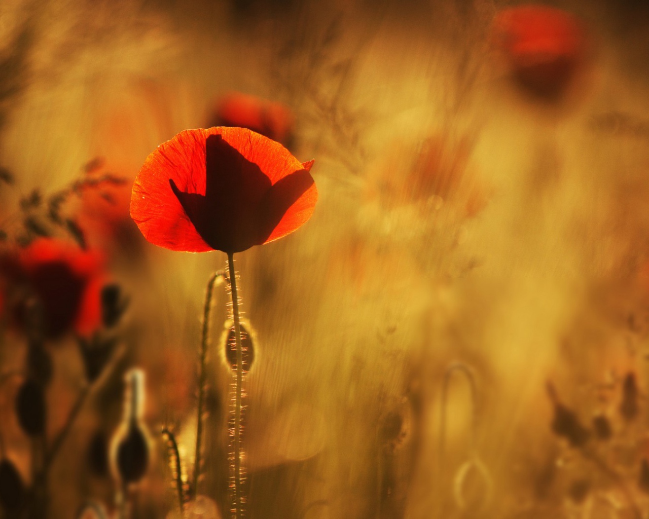 Маки в лучах солнца