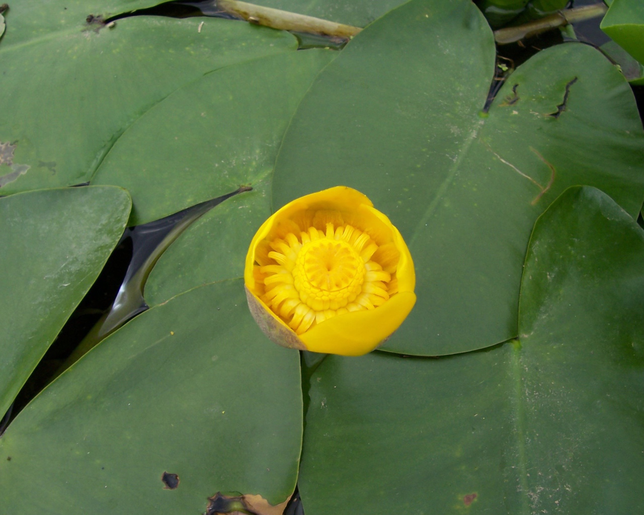 Кубышка красивый цветок