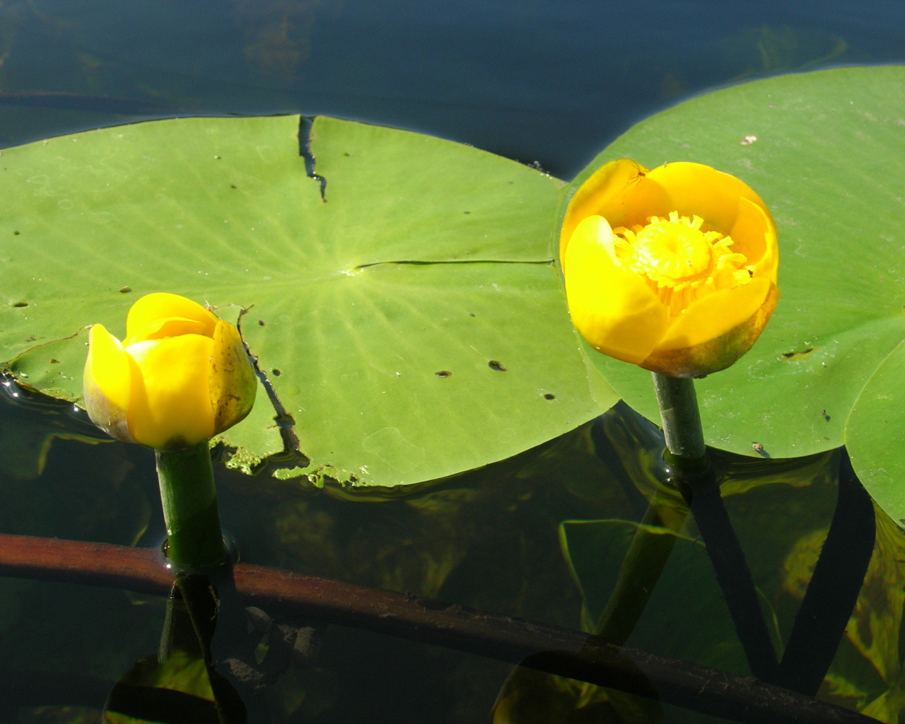 Красивый цветок кубышка на воде