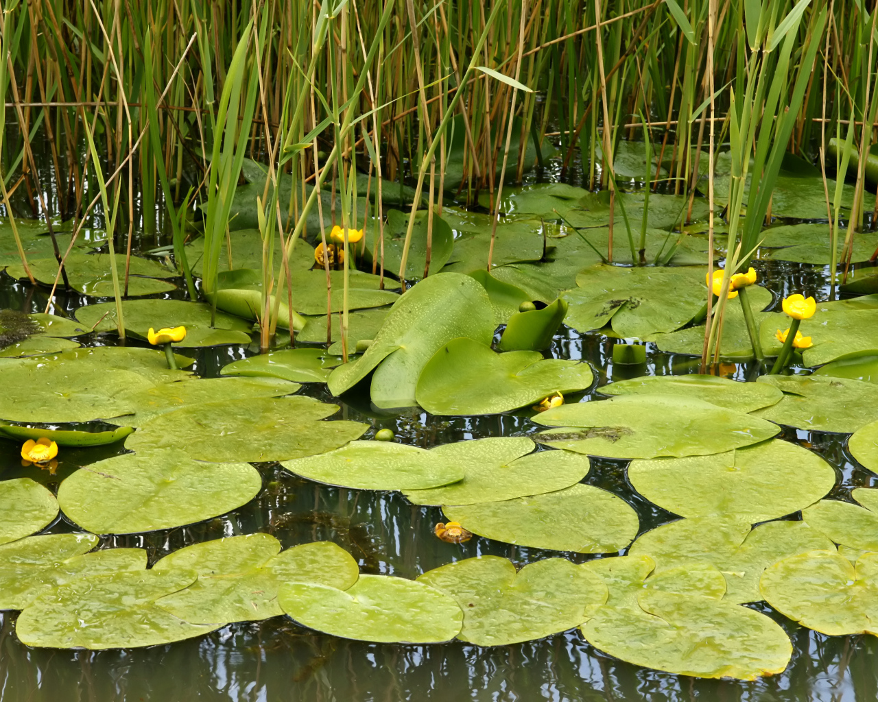 Растение кубышка на болоте