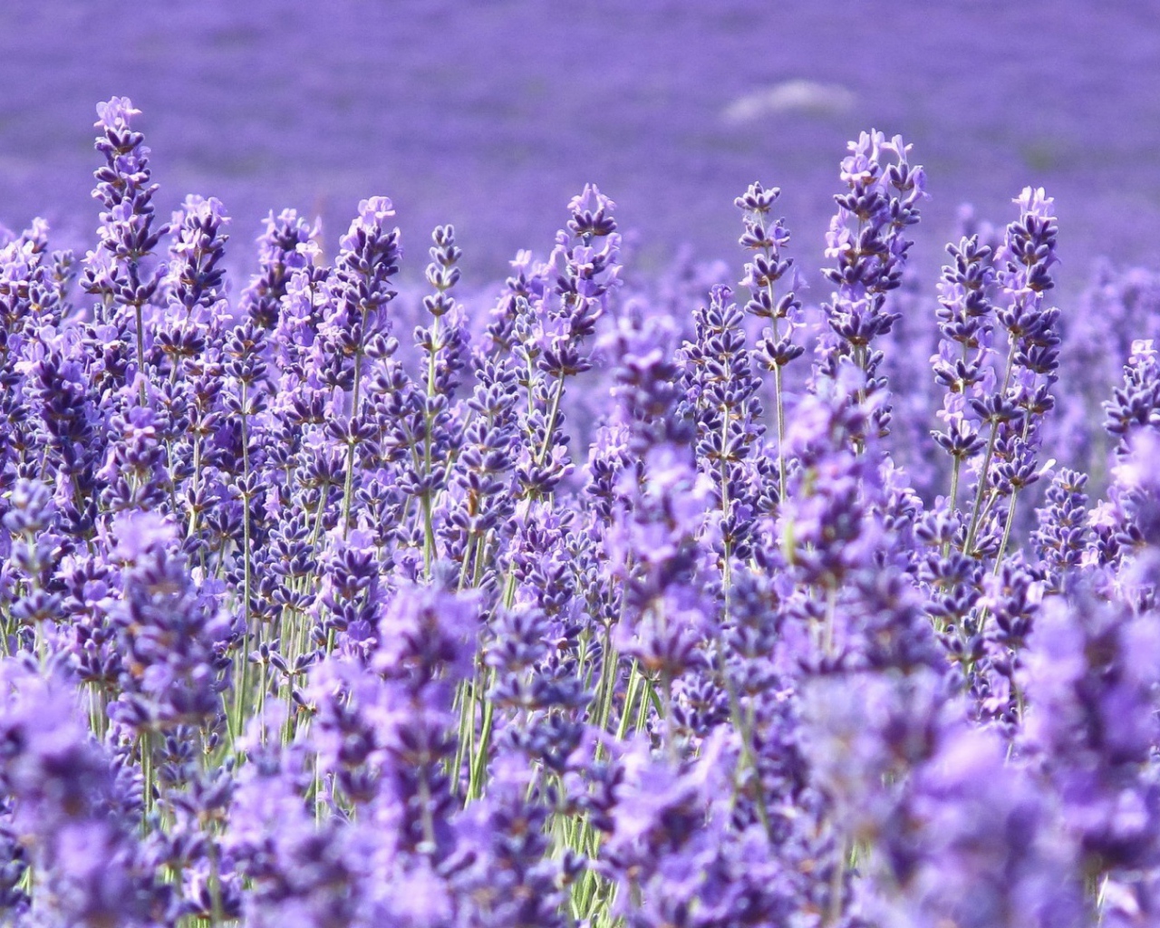 Cтепная трава