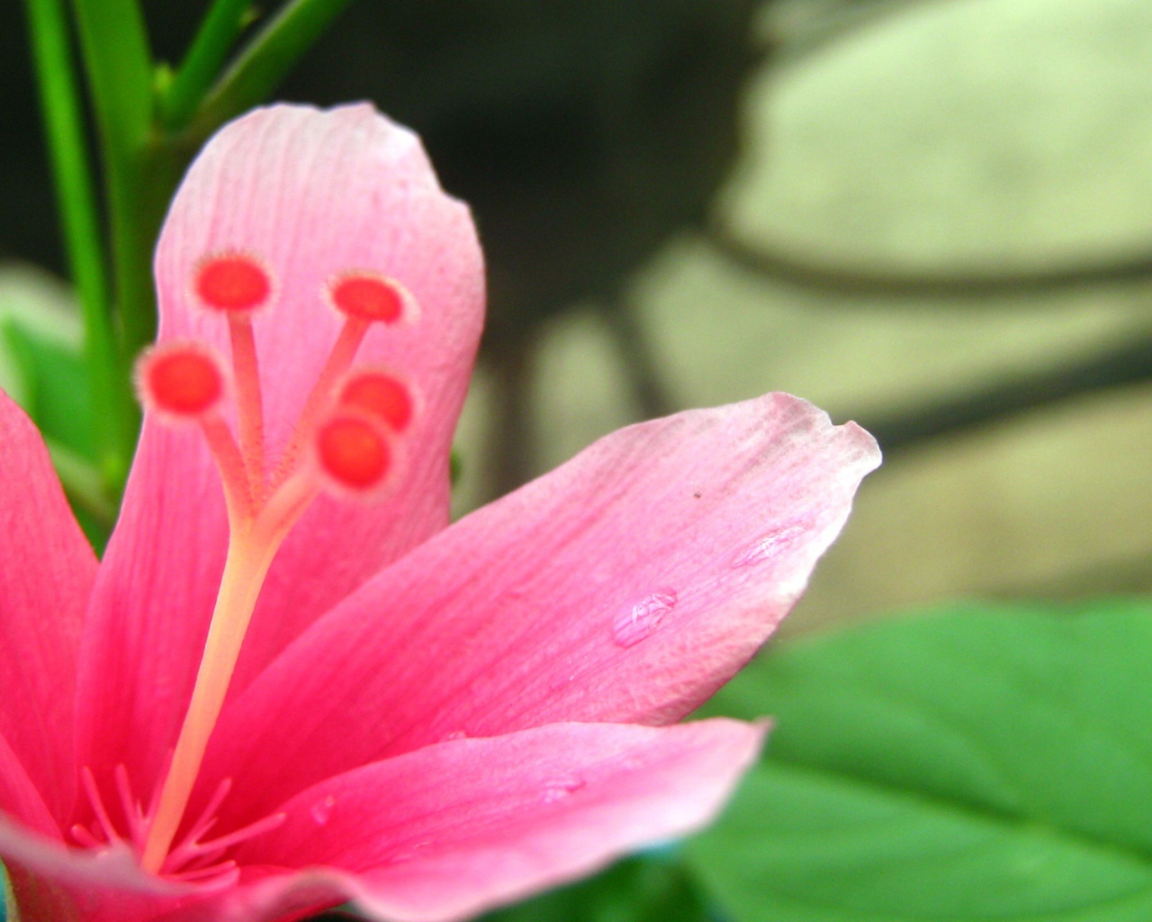 Нетронутый цветок