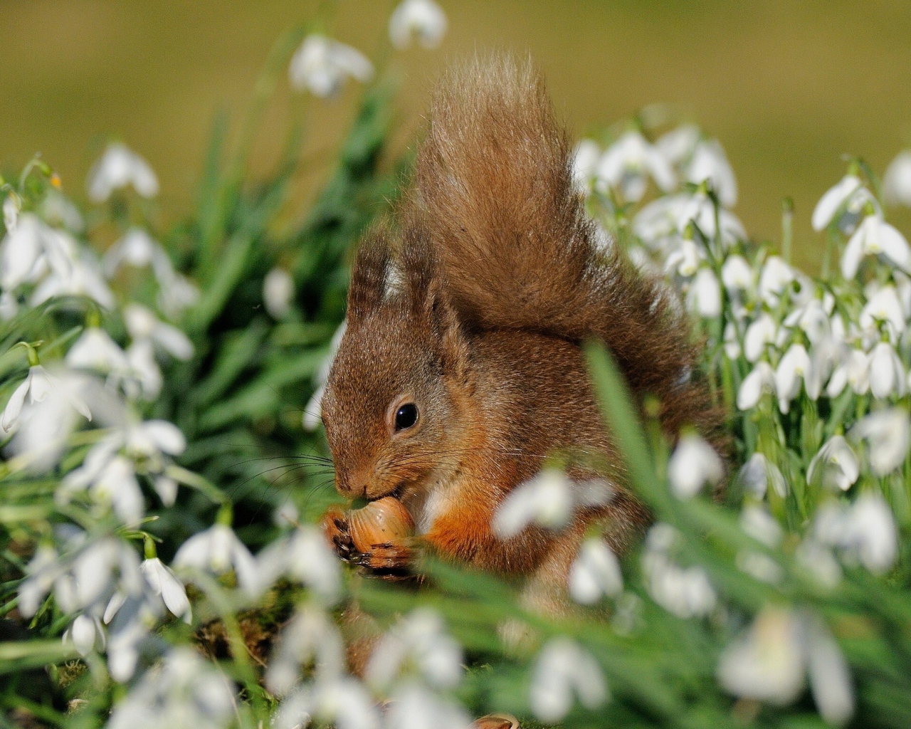 Белка и красивые цветы подснежники