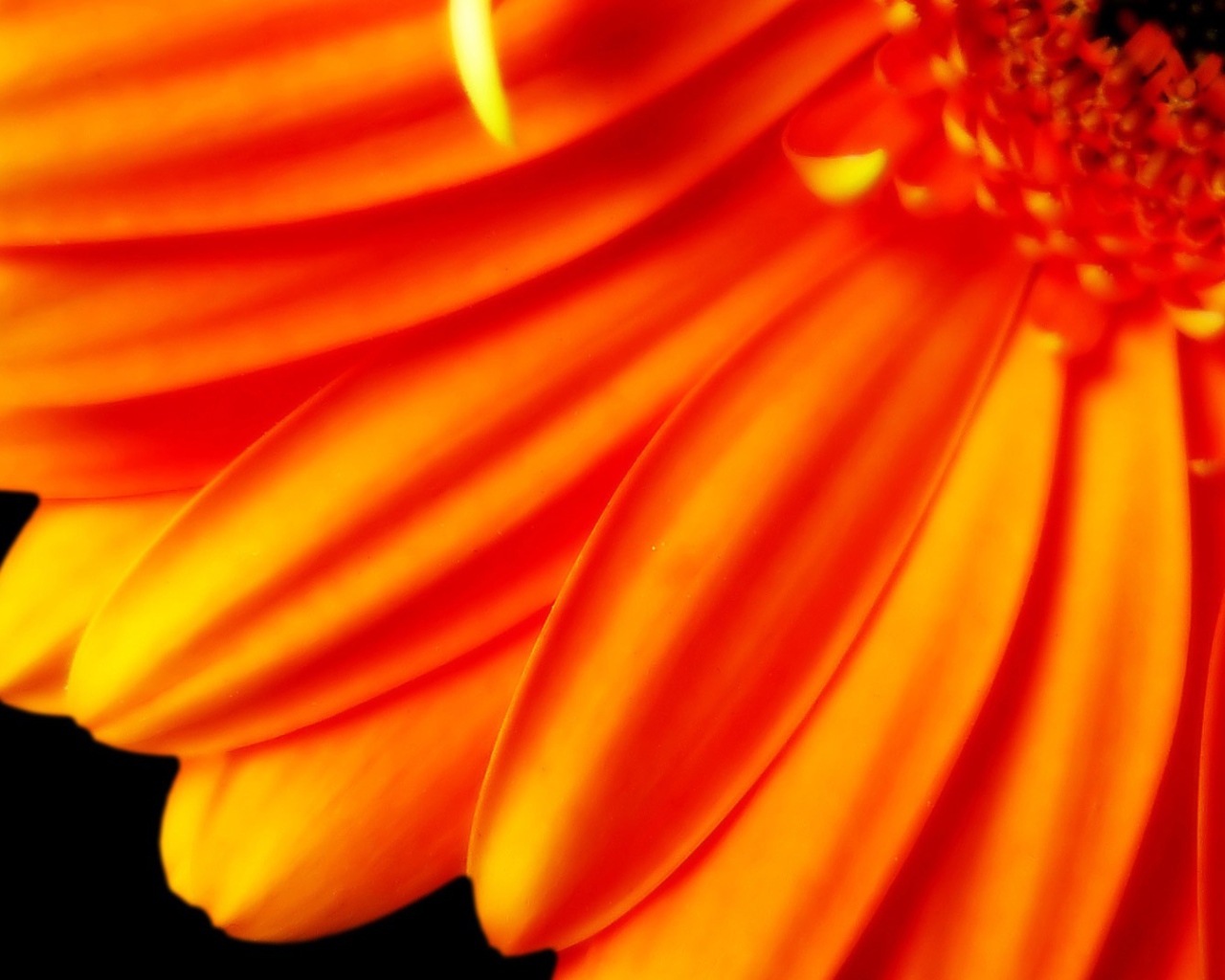 Большой оранжевый цветок