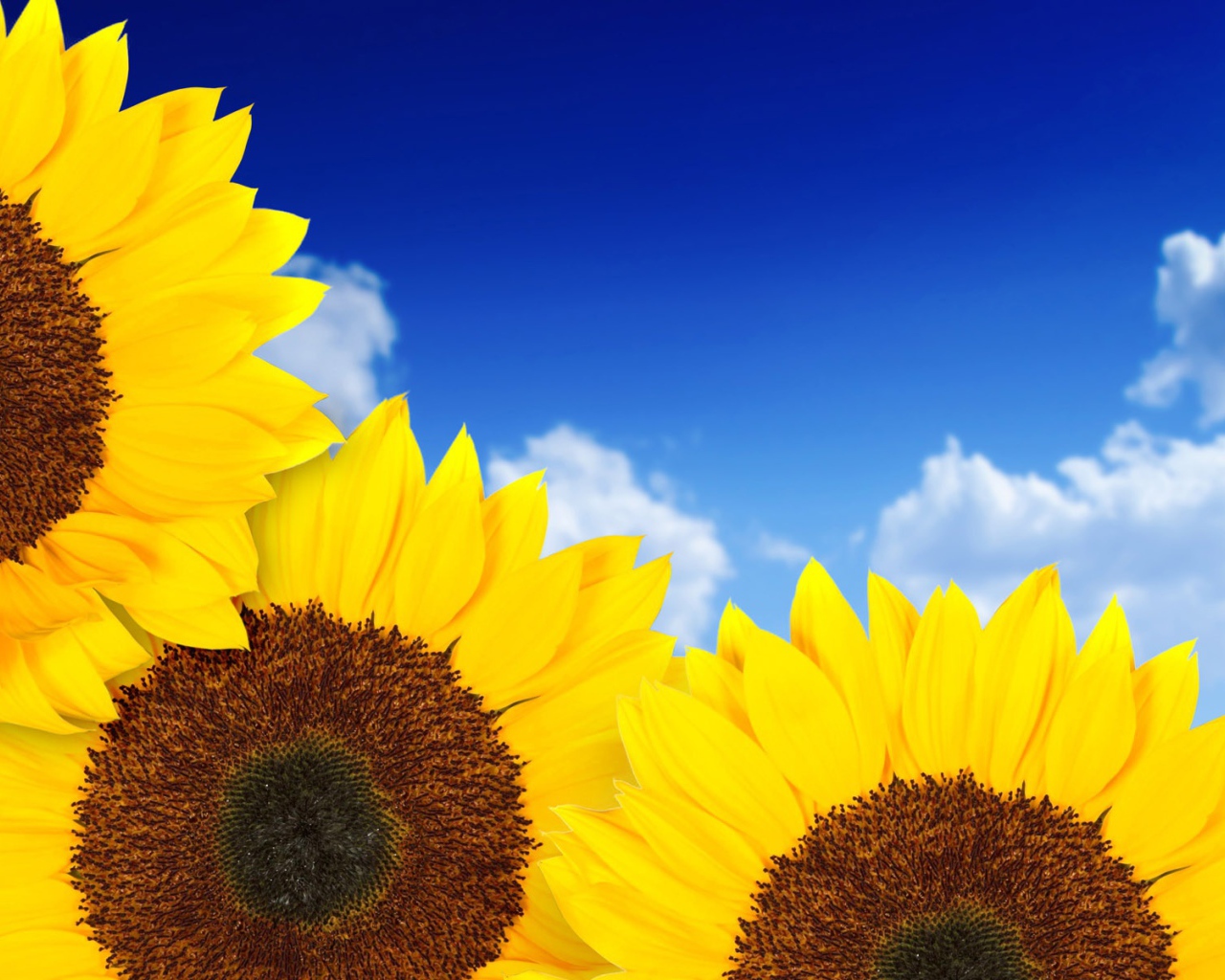 Чисто желтые подсолнухи