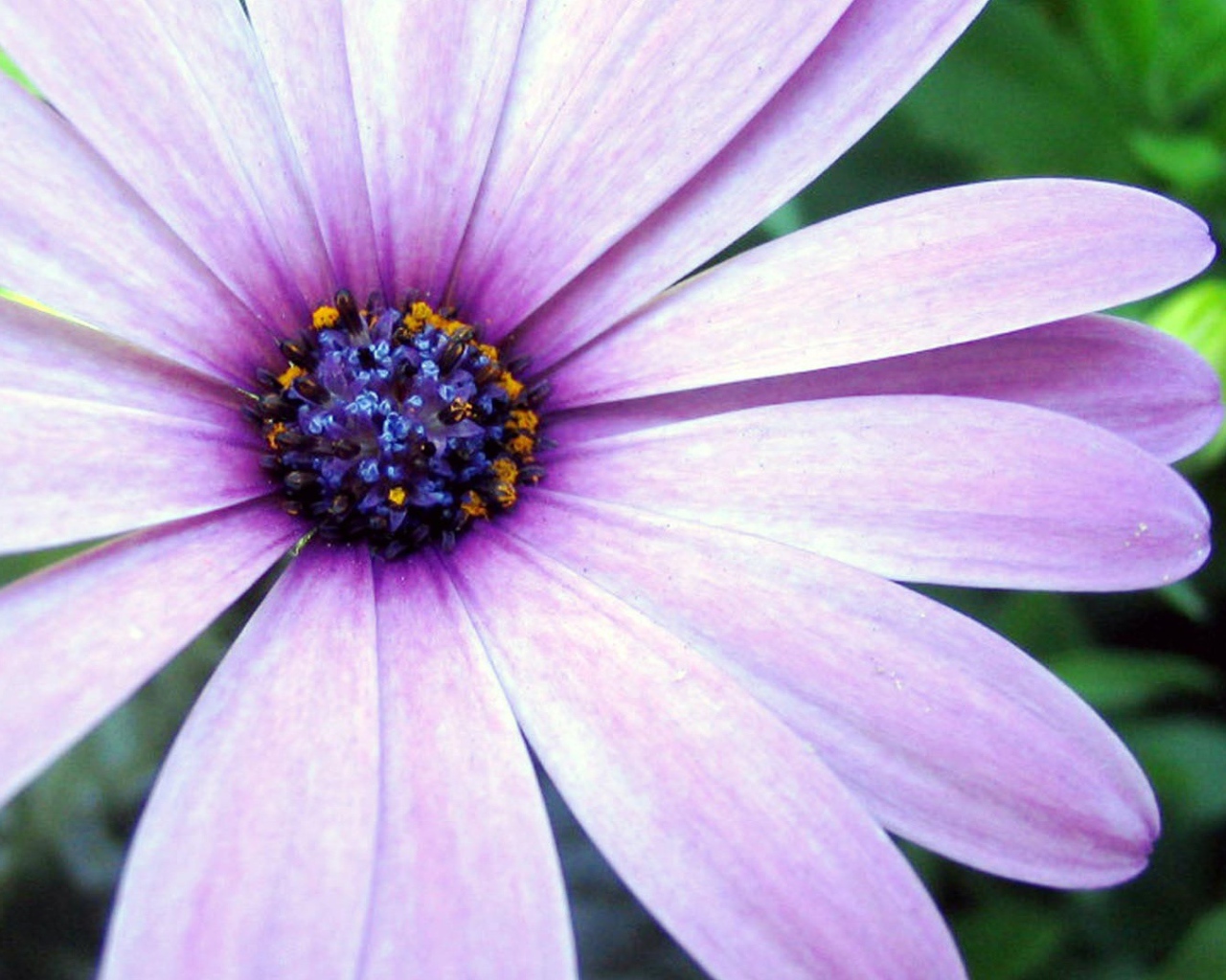 Сиреневая астра