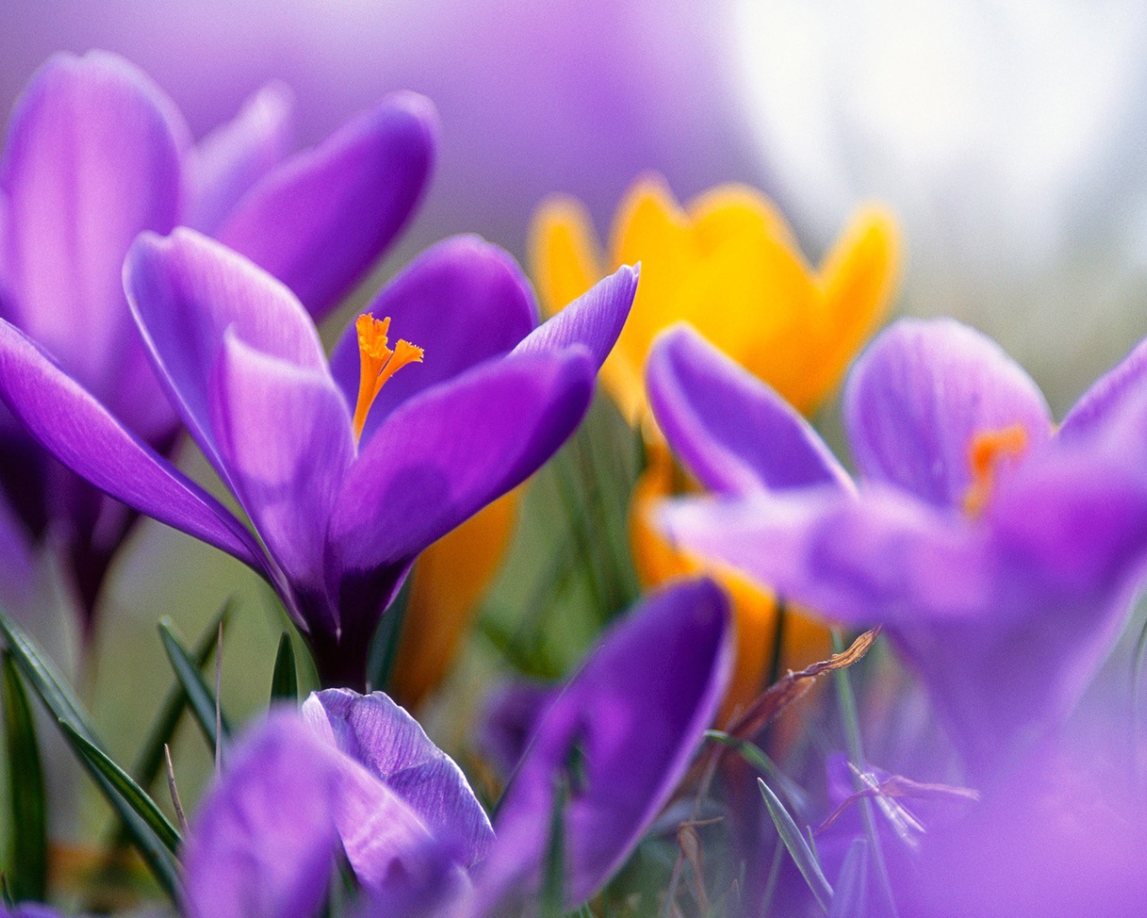 Сиреневые крокусы