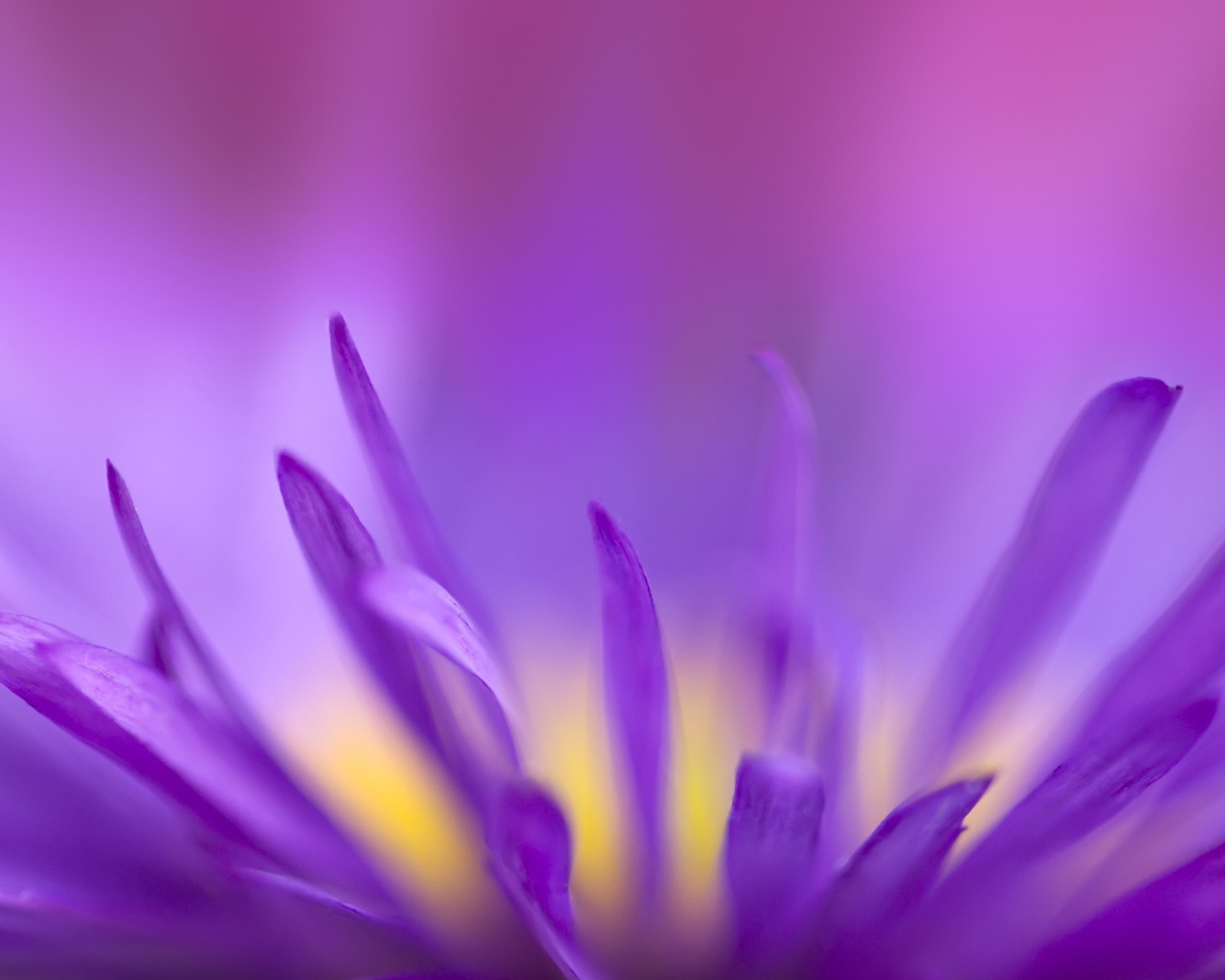 Фиолетовое пламя