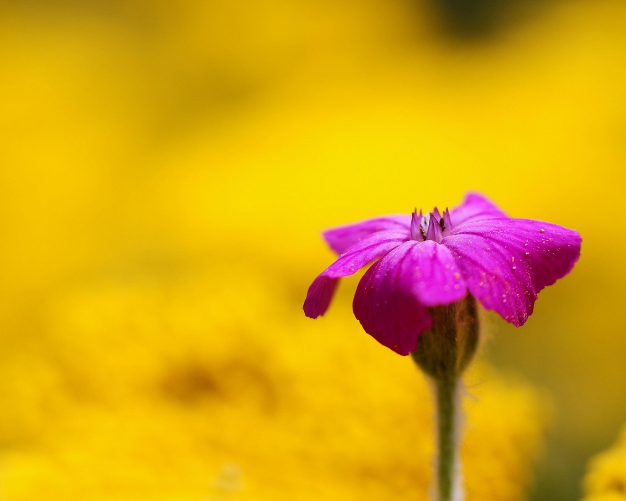 Фиолетовый цветок на жёлтом