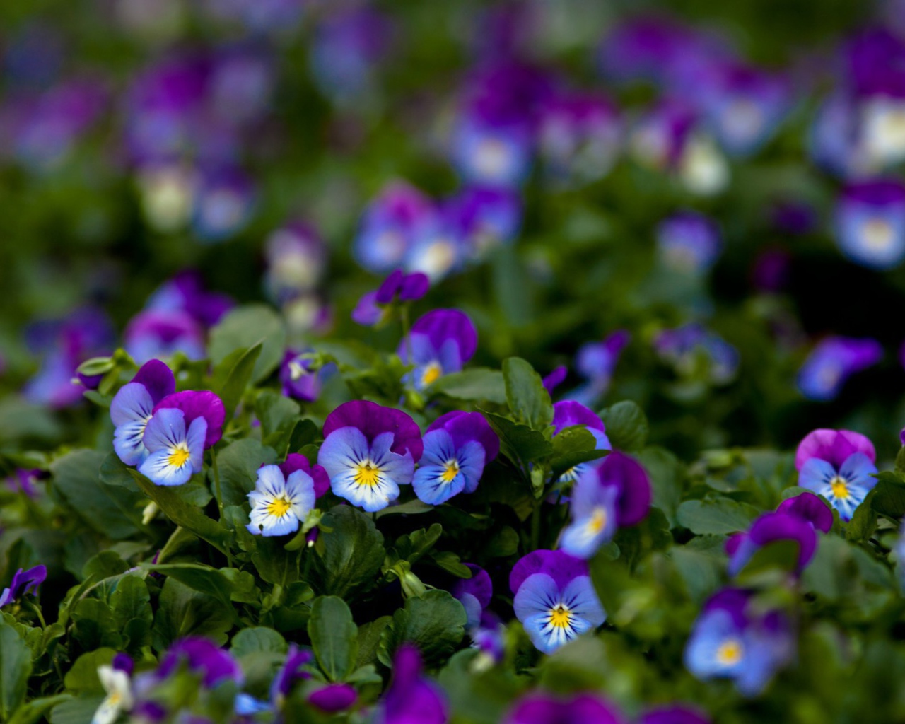 Фиолетовые цветы