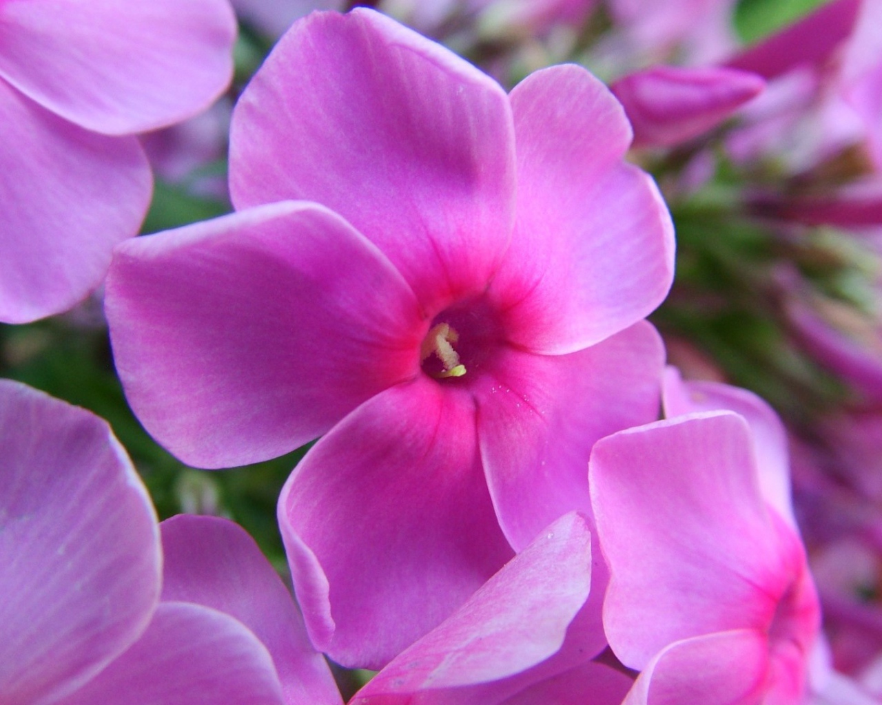 Фиолетовые цветы