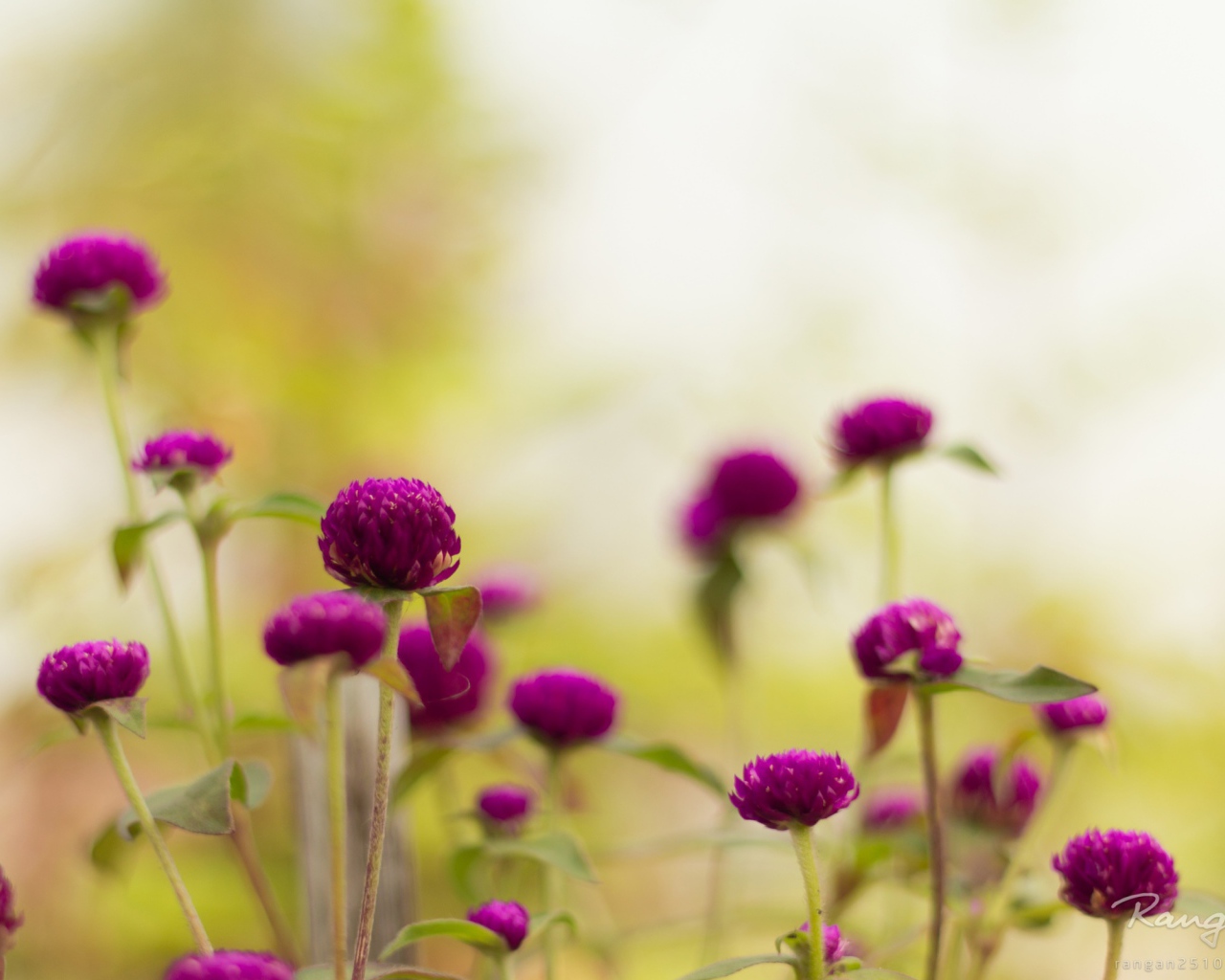 Фиолетовые садовые цветы