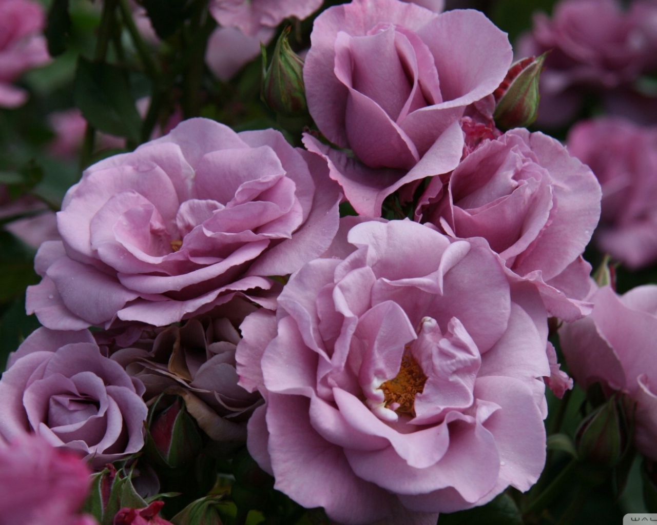 Садовые фиолетовые розы