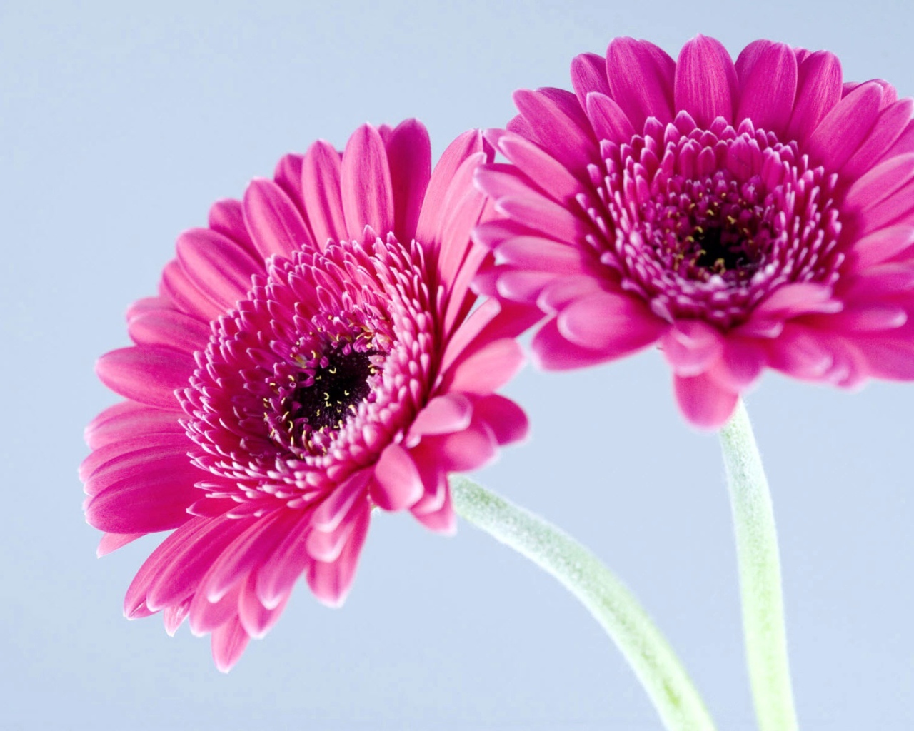 Фиолетовые герберы