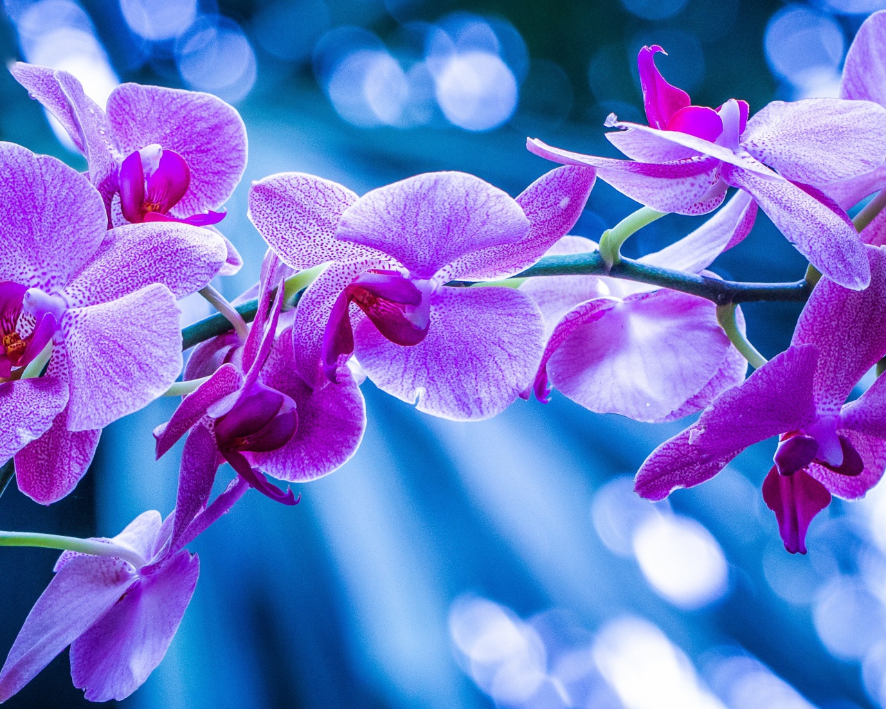 Фиолетовые цветы орхидеи