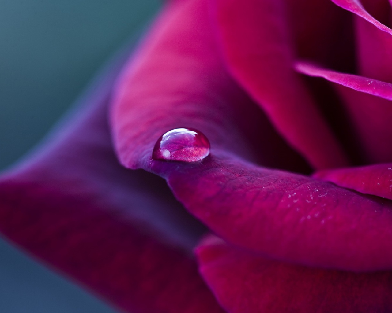 Фиолетовая роза и капелька дождя