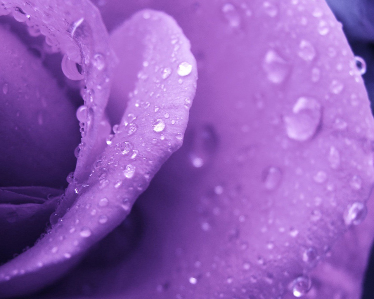 Фиолетовая роза и капельки воды