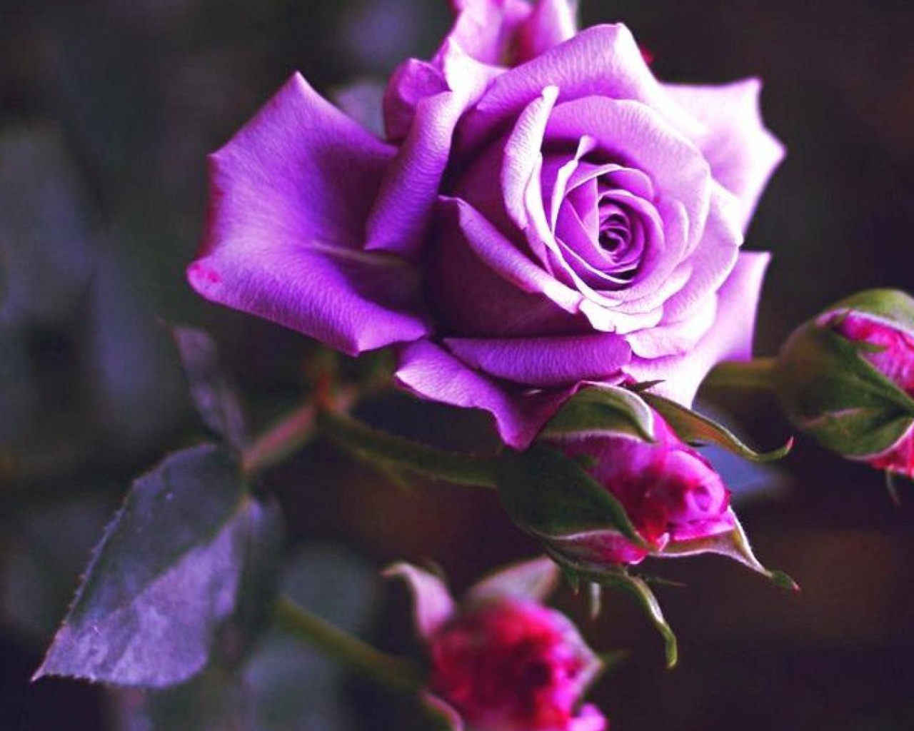 Фиолетовая роза расцвела