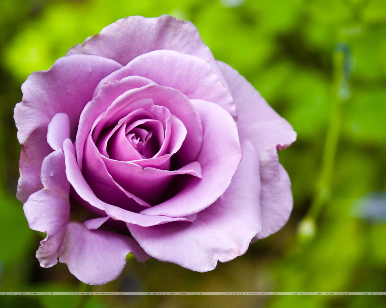 Фиолетовая роза в клумбе на фоне зелени