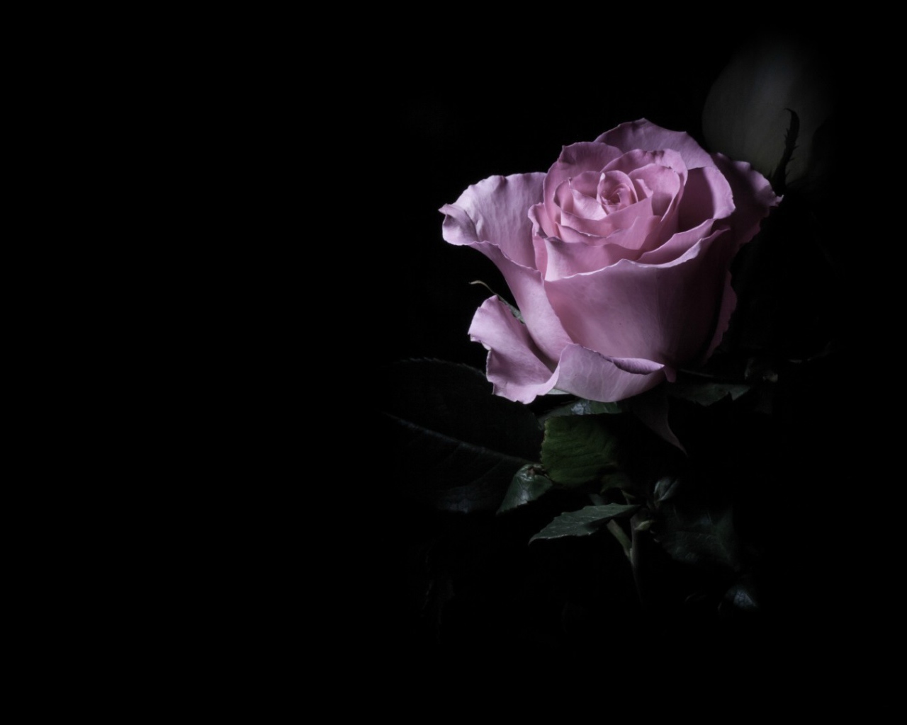 Фиолетовая роза в темноте
