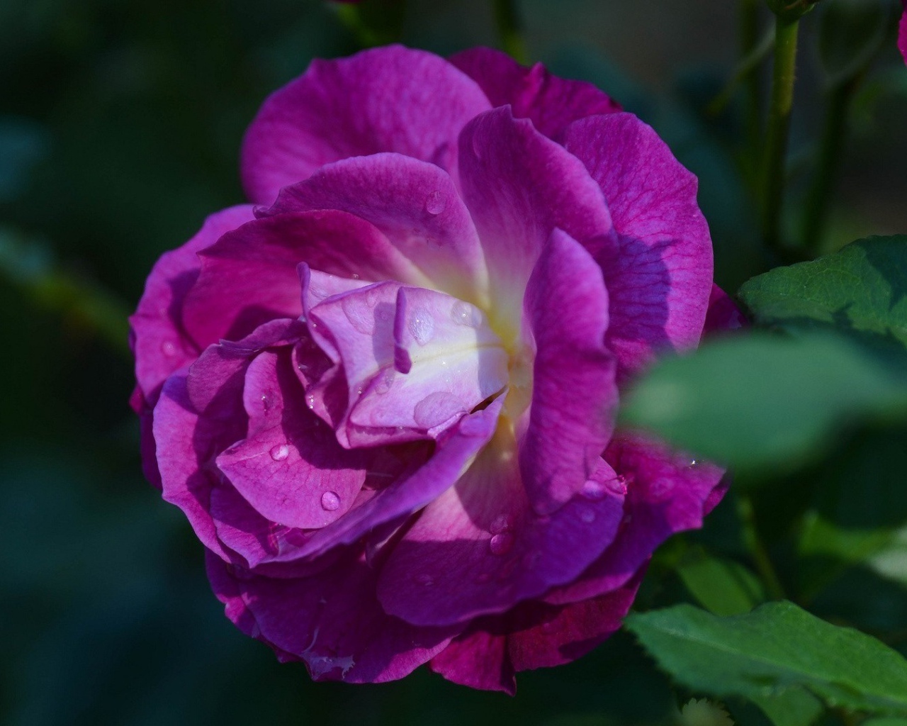 Фиолетовая роза в саду у дома