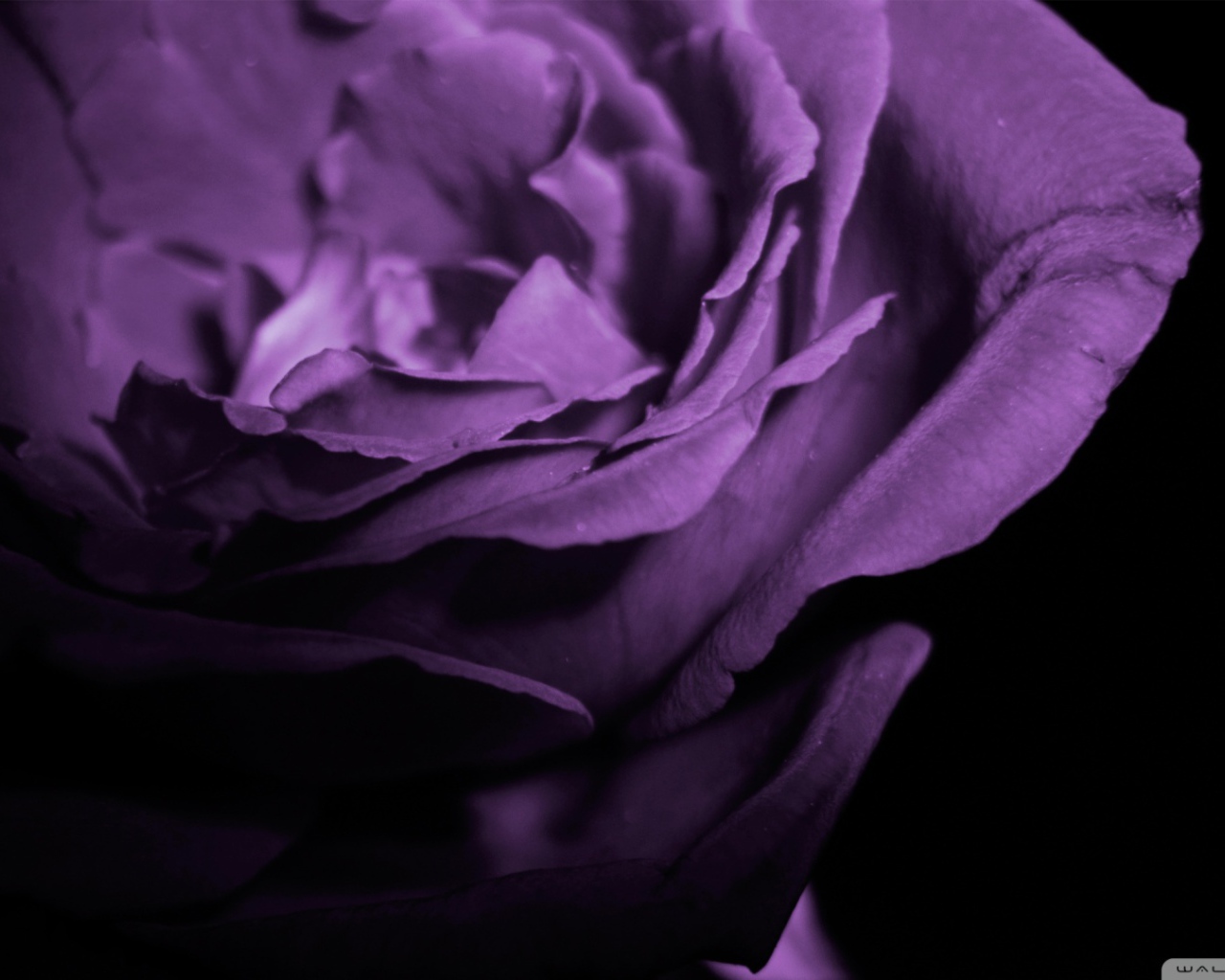 Фиолетовая роза в тени