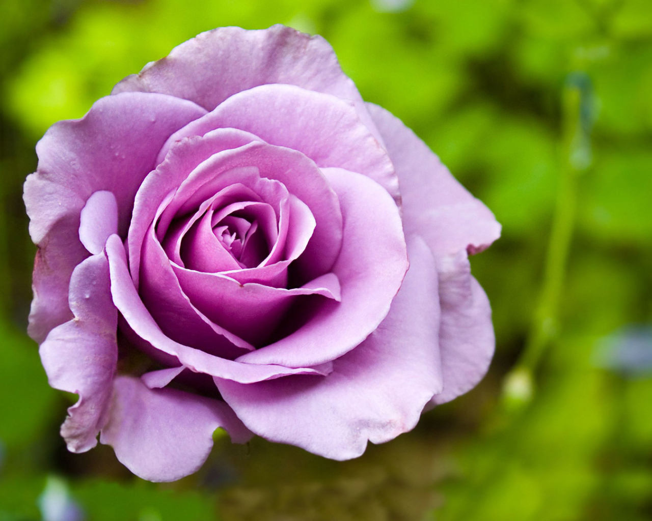 Фиолетовая роза на фоне травы