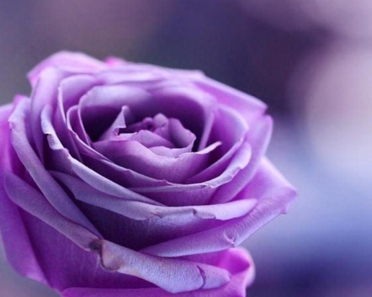 Purple rose on purple background
