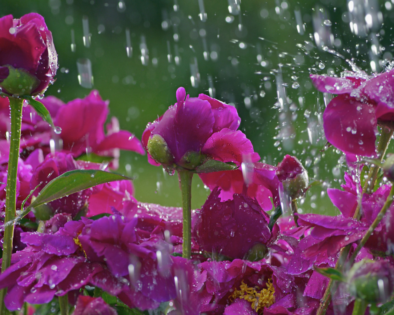 Фиолетовые розы под дождём