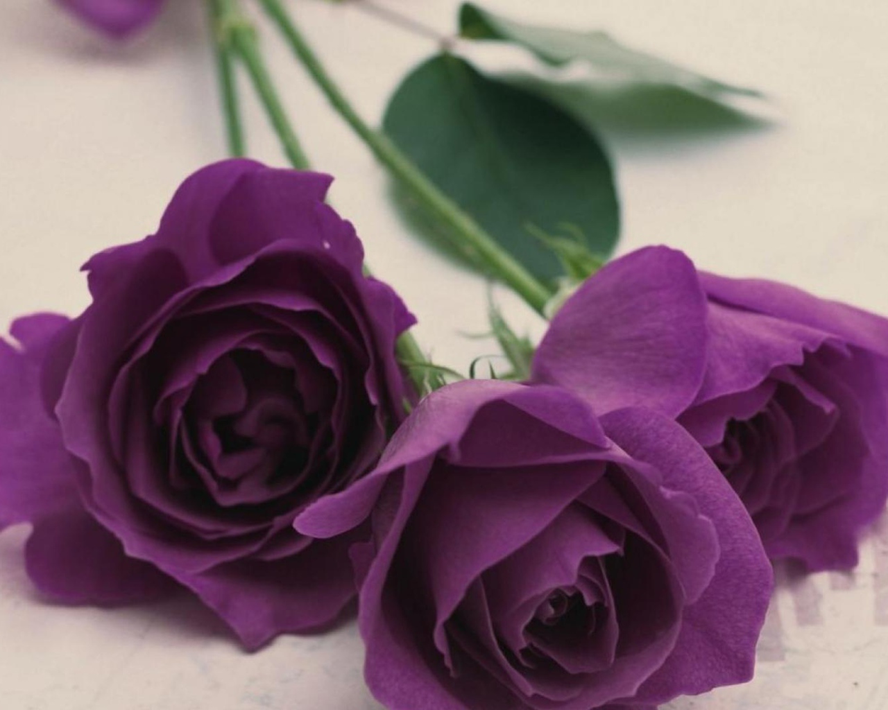 Фиолетовые розы на светлом столе