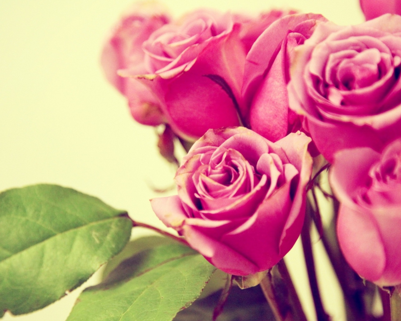 Фиолетовые розы на жёлтом фоне