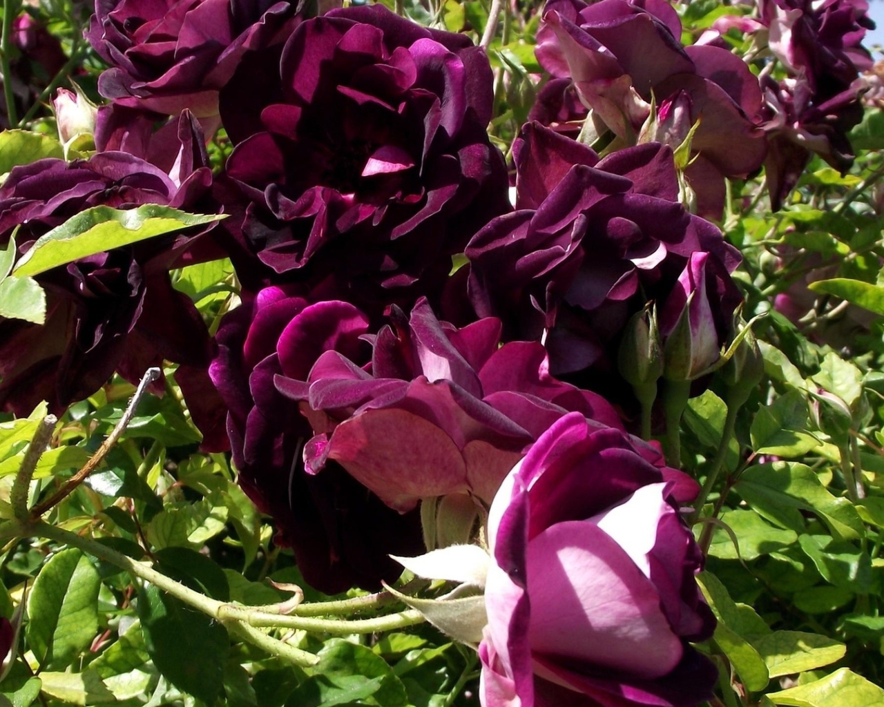 Фиолетовые розы на траве