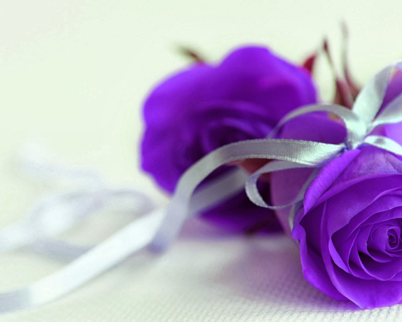 Фиолетовые розы с серебристой ленточкой