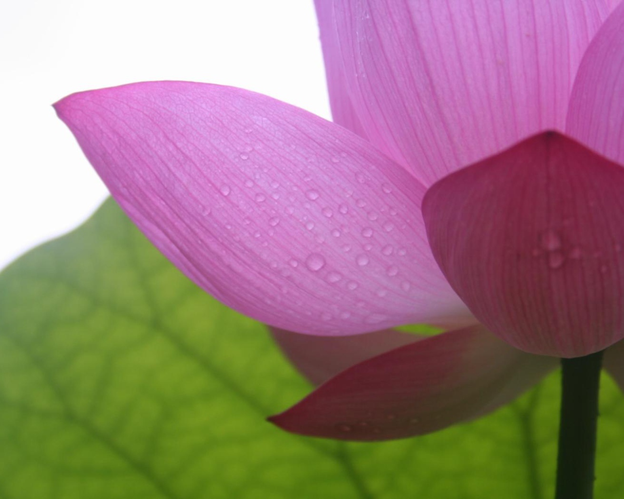 Фиолетовый в тени