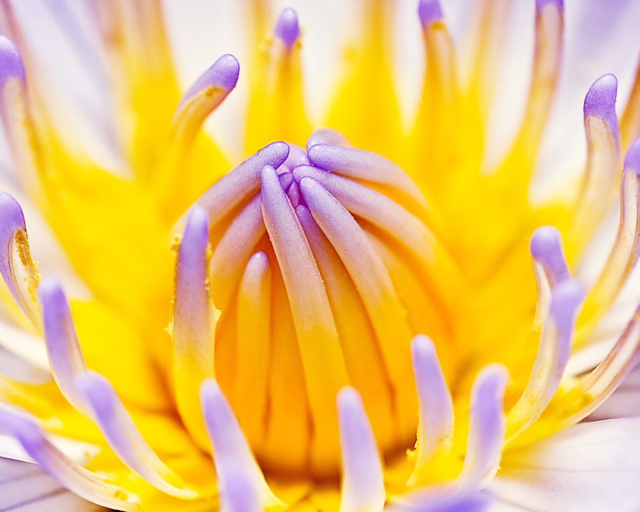 Фиолетовая водная лилия