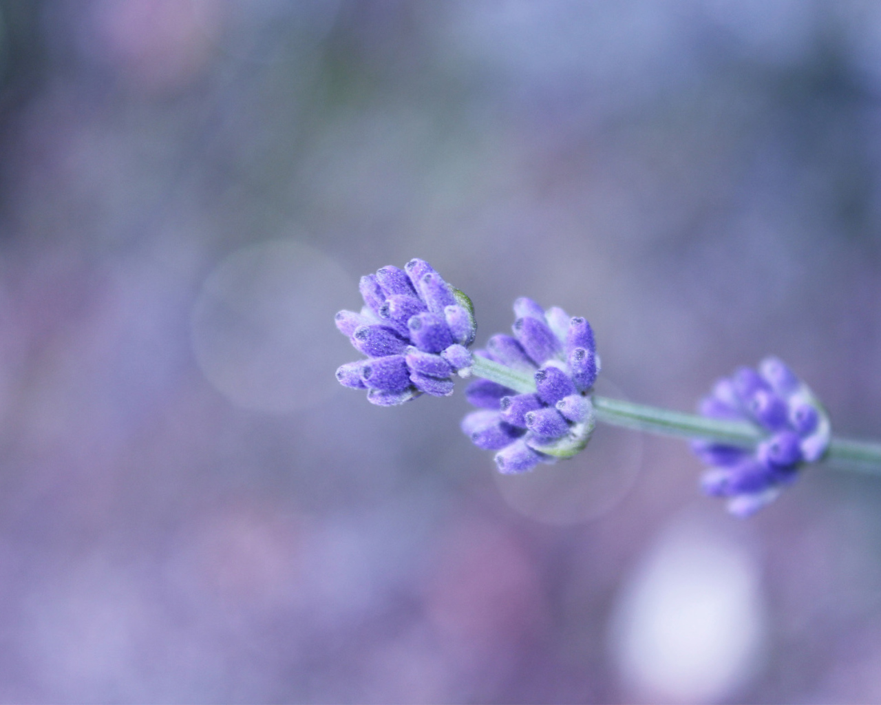 Сиреневый полевой цветок