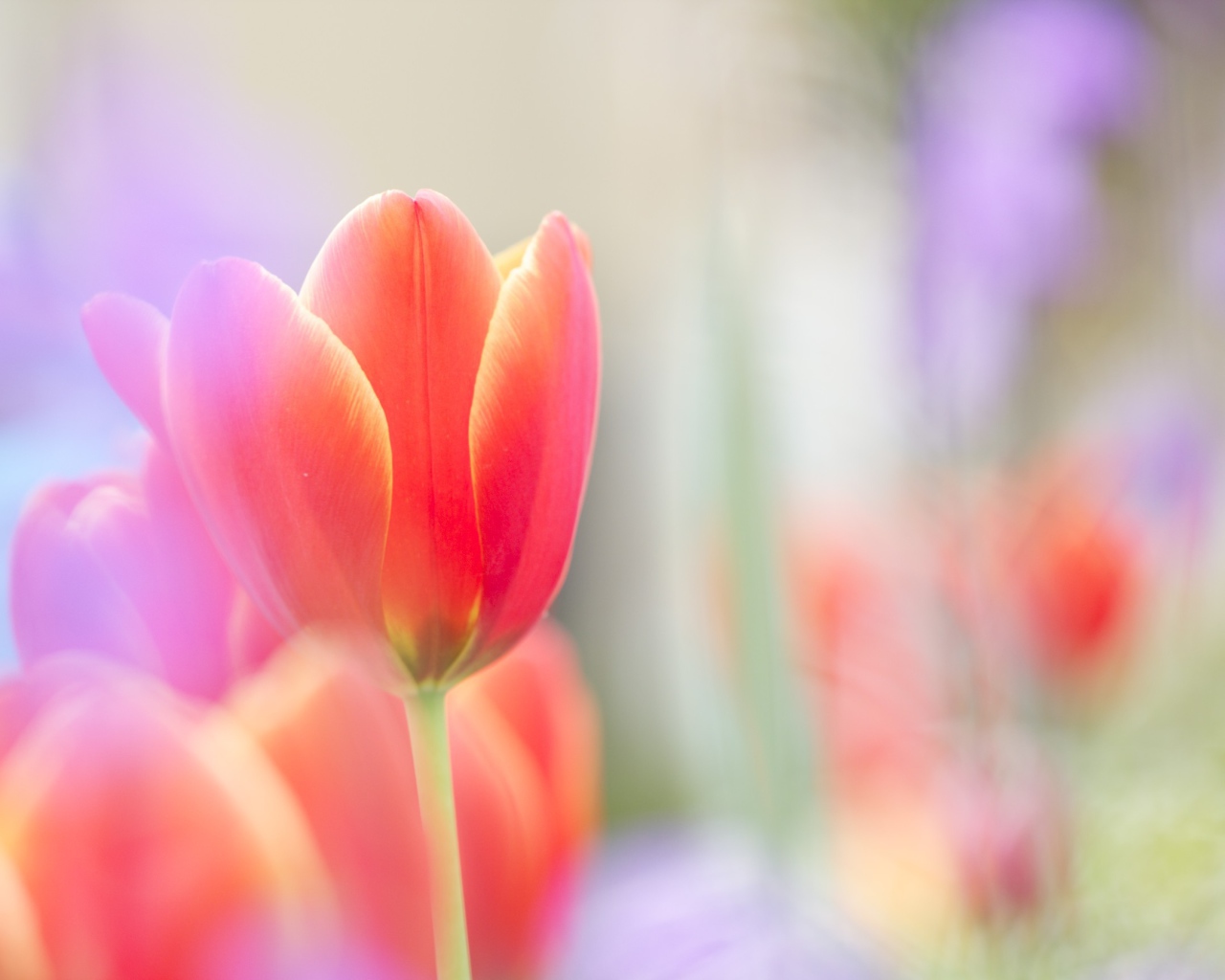 Красный тюльпан