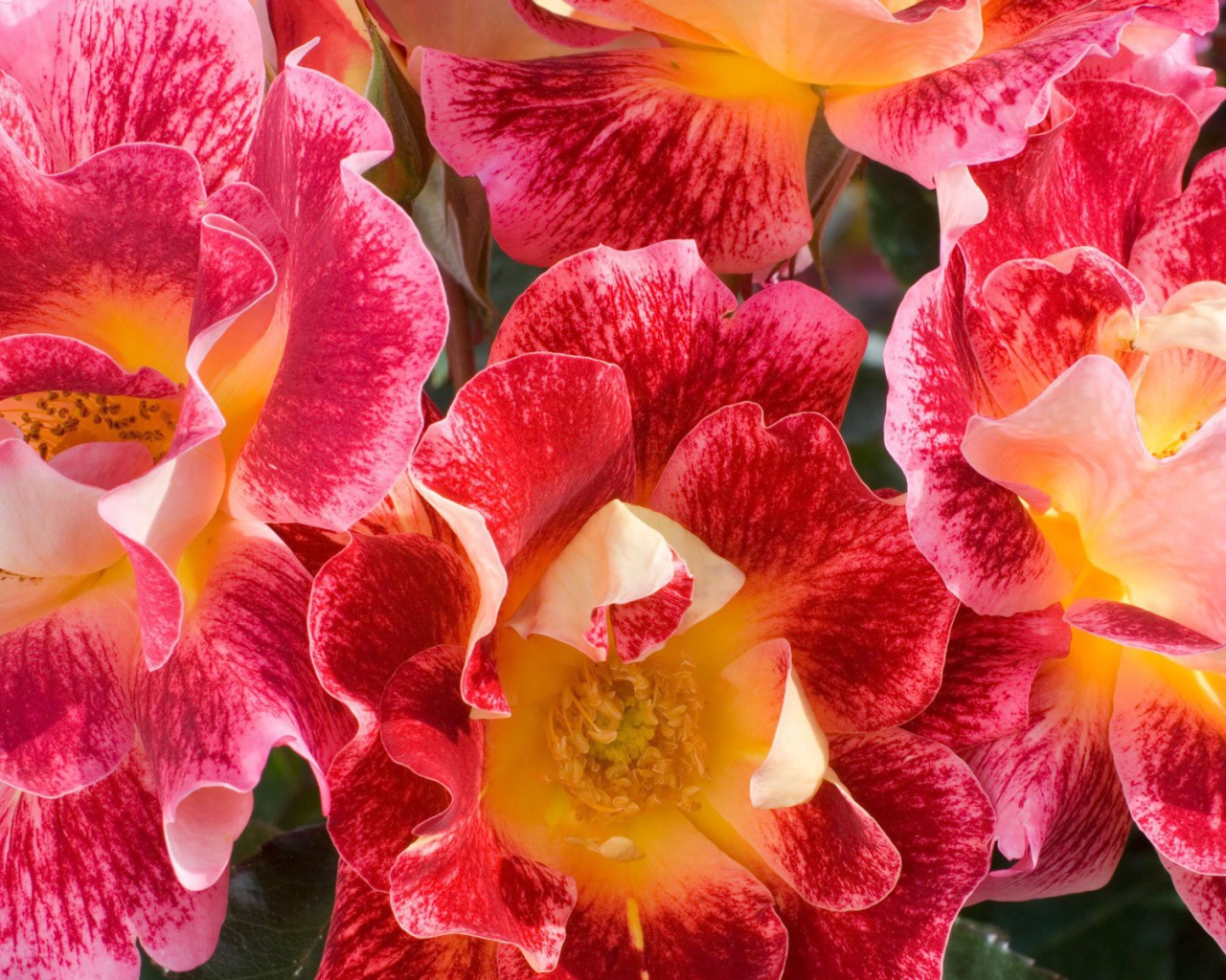 Красные и розовые цветы