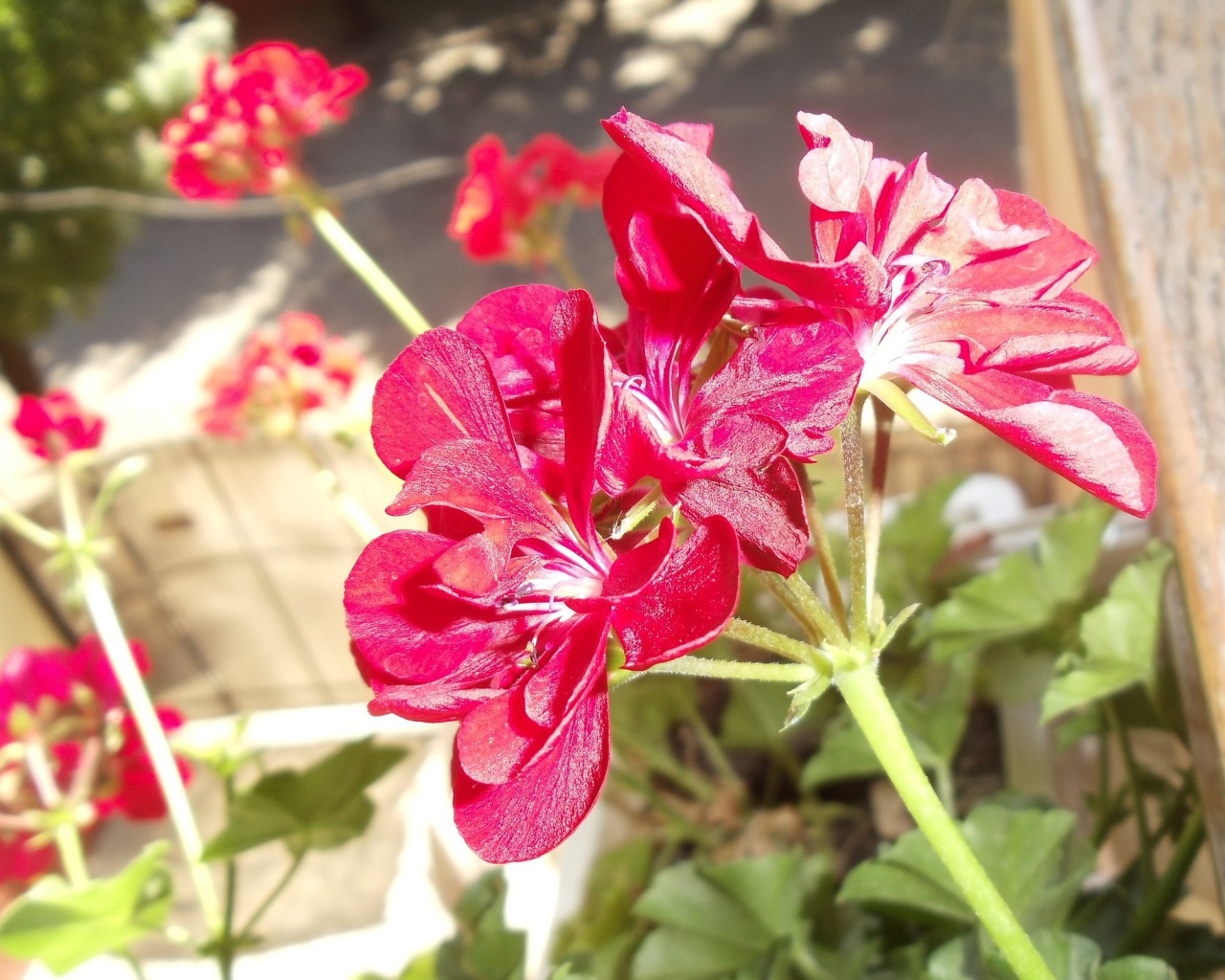 Красные блестящие цветы