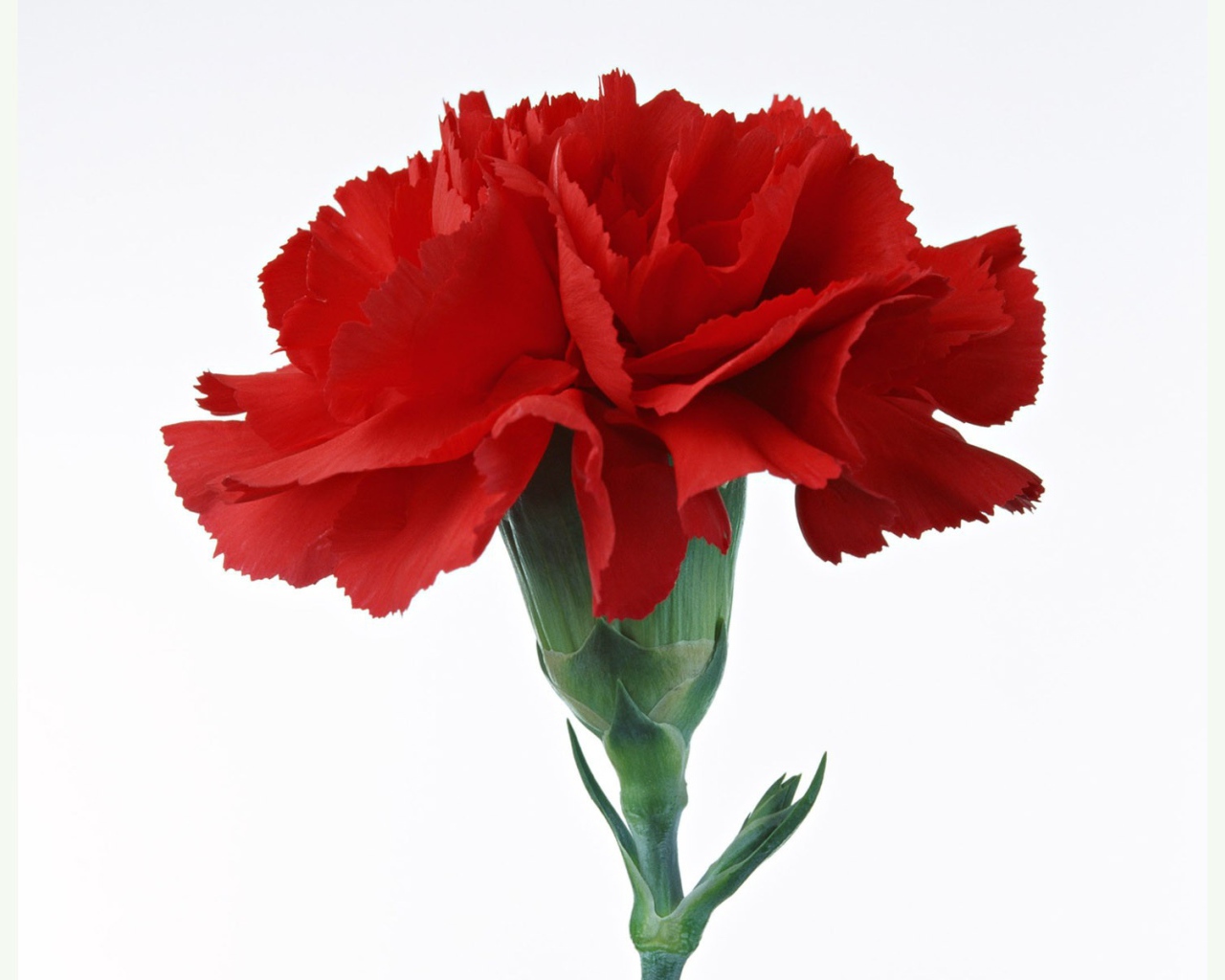 Красная гвоздика