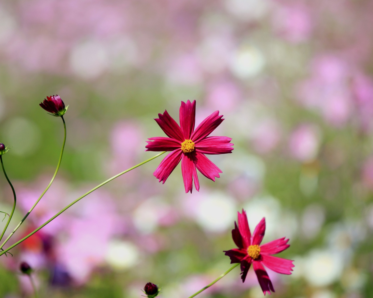 Красные ромашки