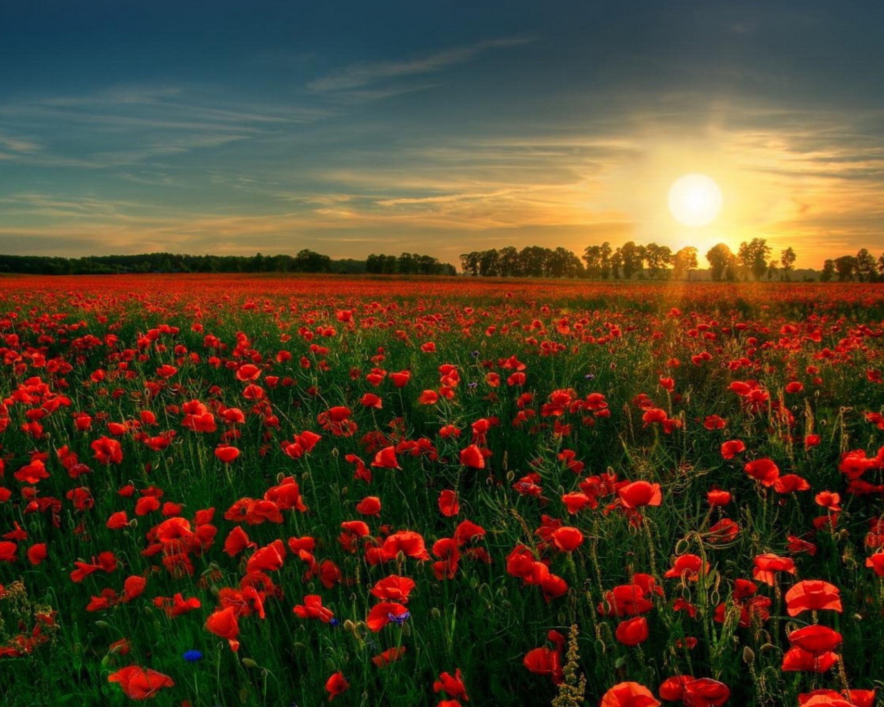 Сад красных цветов