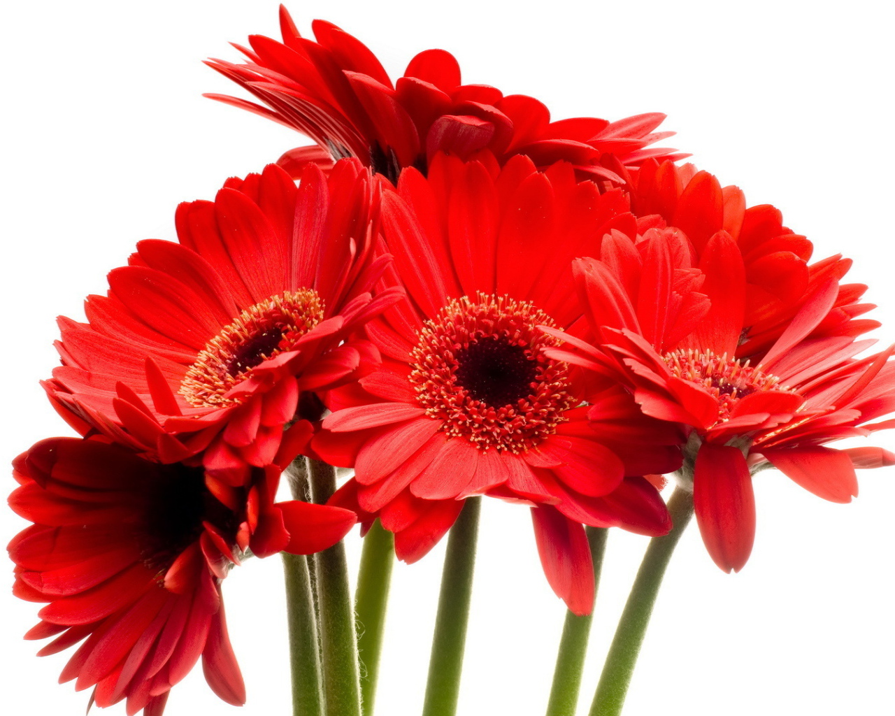 Красные цветы